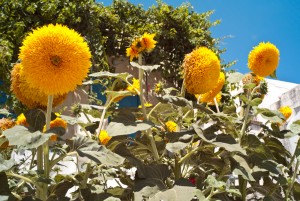 Uffizi-sunflowers