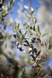 olive-tree-2